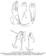 Trichocerca tigris
