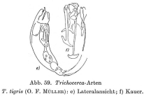 Trichocerca tigris