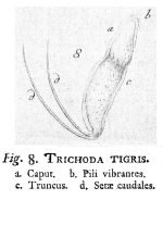 Trichocerca tigris - Original description image