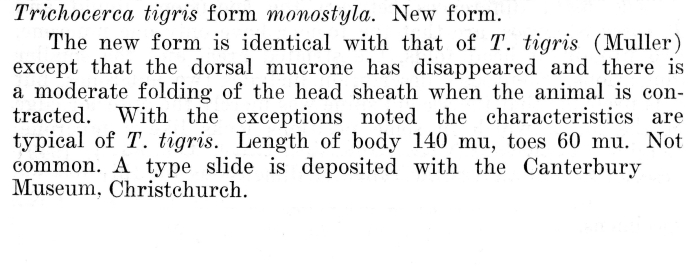 Trichocerca tigris f. monostyla Trichocerca tigris f. monostyla