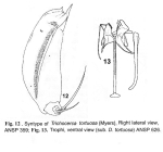 Trichocerca tortuosa