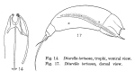 Trichocerca tortuosa