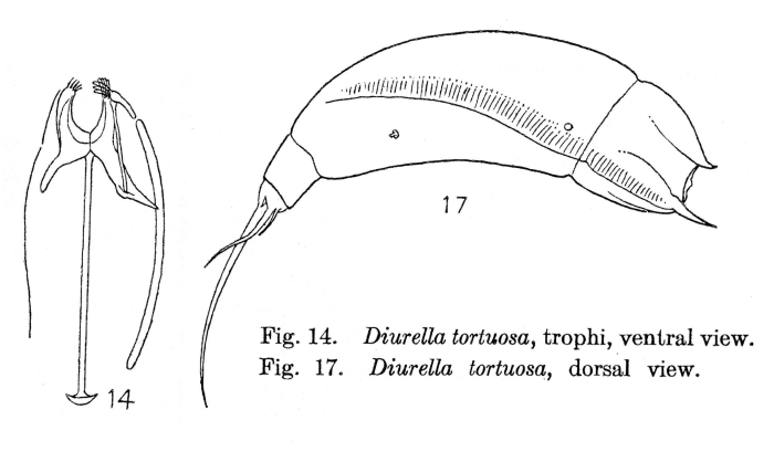Trichocerca tortuosa Trichocerca tortuosa