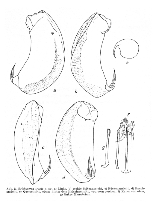 Trichocerca tropis - Original description image