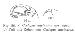 Trichocerca uncinata