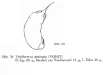 Trichocerca uncinata