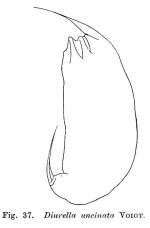 Trichocerca uncinata