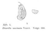Trichocerca uncinata