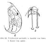 Trichocerca uncinata