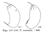 Trichocerca uncinata