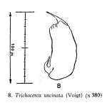 Trichocerca uncinata
