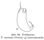 Trichocerca uncinata