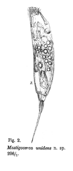 Trichocerca unidens - Original description image