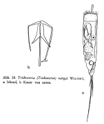 Trichocerca vargai