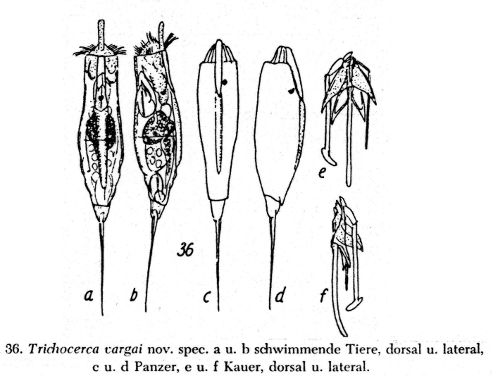 Trichocerca vargai - Original description image