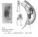 Trichocerca vassilijevae - Original description image