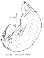 Trichocerca vernalis