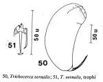 Trichocerca vernalis