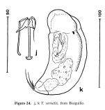 Trichocerca vernalis