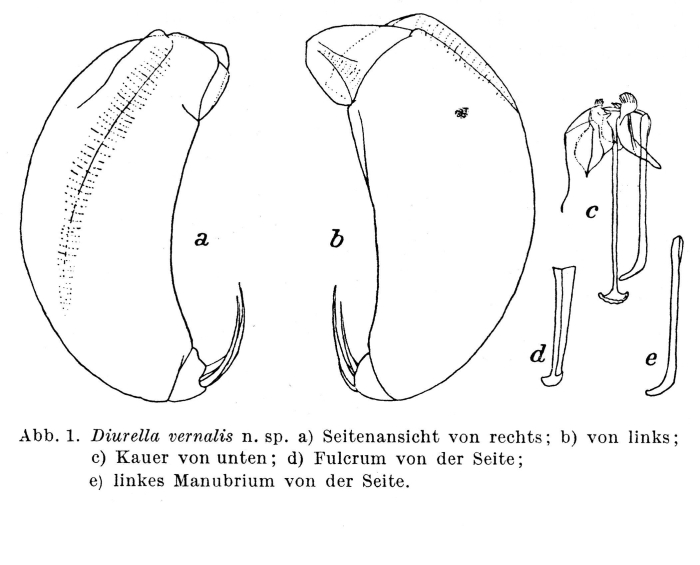 Trichocerca vernalis - Original description image