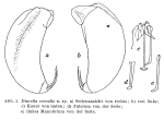 Trichocerca vernalis