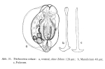 Trichocerca voluta