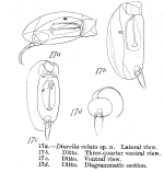 Trichocerca voluta - Original description image