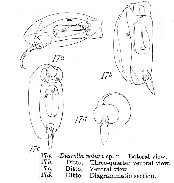 Trichocerca voluta - Original description image