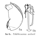 Trichocerca weberi