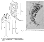 Trichocerca weberi