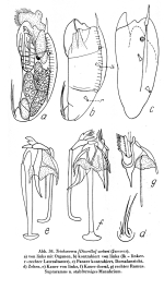 Trichocerca weberi
