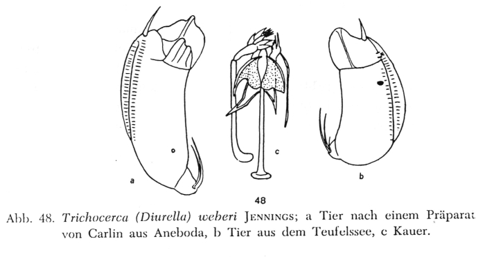 Trichocerca weberi Trichocerca weberi