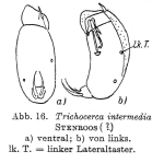 Trichocerca weberi