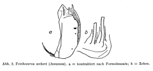Trichocerca weberi