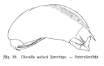 Trichocerca weberi