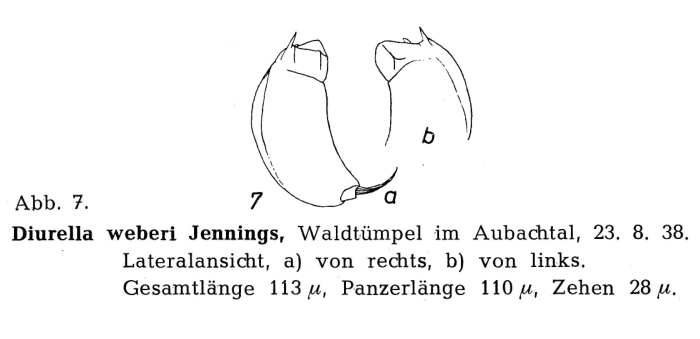 Trichocerca weberi