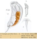 Trichocerca weberi