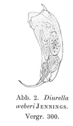Trichocerca weberi
