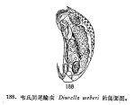 Trichocerca weberi