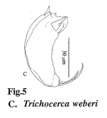 Trichocerca weberi