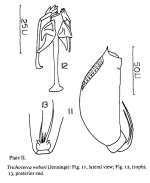 Trichocerca weberi