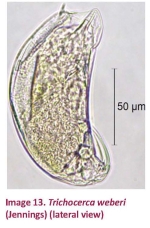 Trichocerca weberi