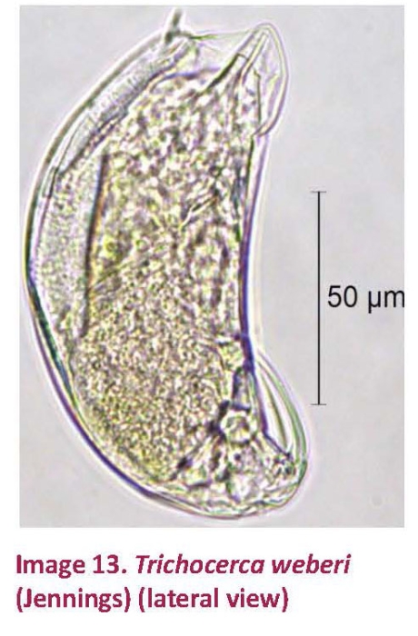 Trichocerca weberi Trichocerca weberi