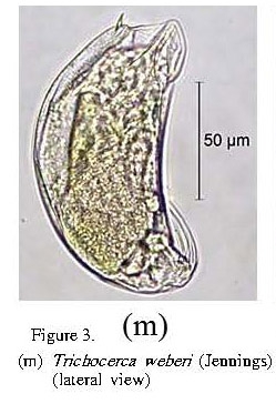 Trichocerca weberi Trichocerca weberi
