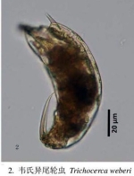 Trichocerca weberi