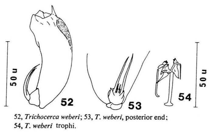 Trichocerca weberi Trichocerca weberi