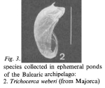 Trichocerca weberi