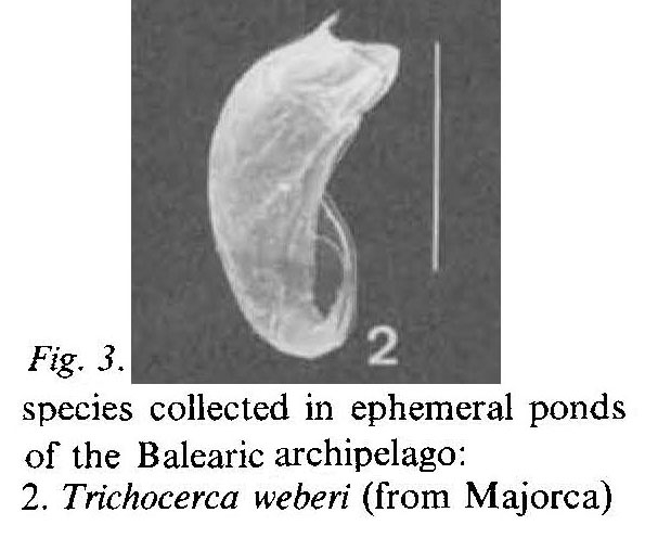 Trichocerca weberi Trichocerca weberi