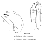 Trichocerca weberi