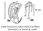 Trichocerca weberi